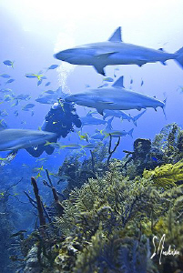 Overwhelmed by Reef Sharks this diver seems to be enjoyin... by Steven Anderson 